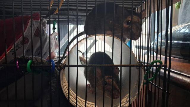 Two brown rats in a cage, one in the mouth of a white PVC pipe and the other on top.