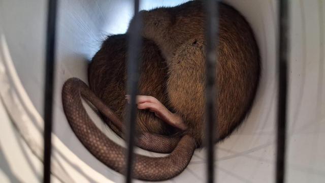 Two rats sleeping in a white PVC pipe, their bodies curled together and their heads invisible