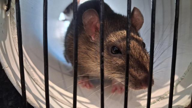 A brown rat peering out through the bars of a cage. She's in the mouth of a white PVC pipe.