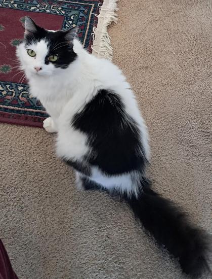 A floofy white and black cat sits with back  to the camera, long black tail extended. She is looking over her shoulder, wanting attention. Eyes are light green, nose pink.
