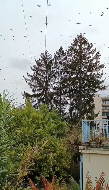 Vidéo de centaines d'oiseaux qui se posent dans de grands sapins pour la nuit.