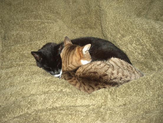 A black cat snuggled with a tortoiseshell on a fleece throw.