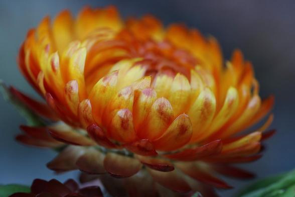 Macro photograph of an orange-yellow immortelle flower with touches of red, taken from the side and showing all the layers of pointed petals curled upwards, pressed together and forming a flattened pompon.

Photographie macro d'une fleur d'immortelle jaune-orangé allant jusqu'au rouge, prise de côté et montrant toutes les couches de pétales pointus et recourbés vers le haut, serrés les uns contre les autres et formant comme un pompon aplatie.