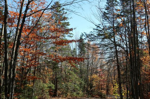 Photograph of a sparse forest in all its very bright autumn colors, taken from a trail: some green conifers, yellow, orange and red leaves, long dark vertical trunks, under a perfectly blue sky.

Photographie d'une forêt clairsemées dans toute ses couleurs automnales très vives, prise à partir d'un sentier: quelques conifères verts, des feuilles jaunes, oranges et rouges, de longs troncs verticaux sombres, sous un ciel parfaitement bleu.