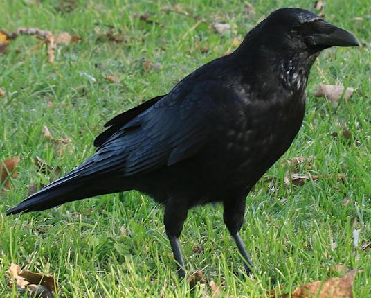 Foto im Querformat (Bildausschnitt). Eine Krähe steht auf einer Wiese, Blickrichtung rechts. An ihrem Hals hat sie ein paar weiße Sprenkel im ansonsten schwarzen Gefieder.