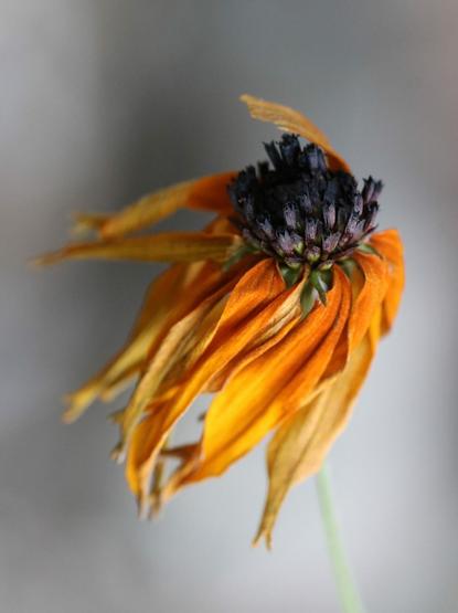 Macro photograph of a nearly wilted orange-yellow rudbeckia flower at the tip of its green stem, with an almost black dark purple centre. The petals, still relatively fresh, are completely folded back. The background is pale gray and blurred.

Photographie macro d'une fleur presque fanée de rudbeckie jaune orange au bout de sa tige verte, avec un centre pourpre foncé presque noir. Les pétales encore relativement frais sont complètement repliés vers l'arrière. L'arrière-plan est gris pâle et flou.