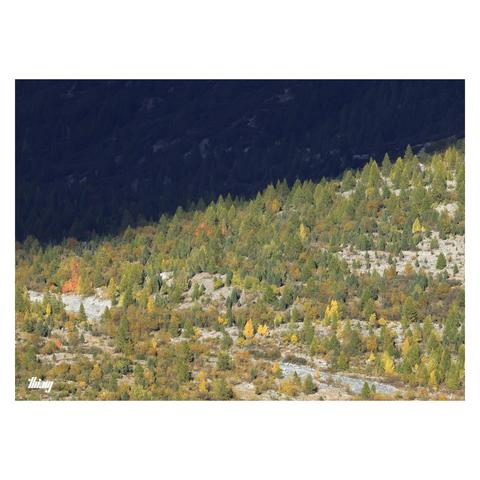 Photo of first generation forest in a large glacial valley in bright afternoon sunlight and in rich autumn colors. View from hundreds of meters above. The top third of the image is in deep shade, reminiscent of the massive shadows cast by alien spaceships in the movie Arrival (but here actually a cloud shadow passing over the valley)