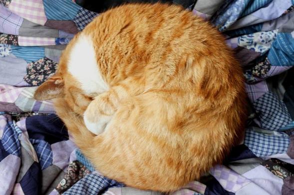 A ginger and white cat, curled up into a very tight ball, with paws and tail all carefully tucked in, on a scrunched up patchwork quilt.