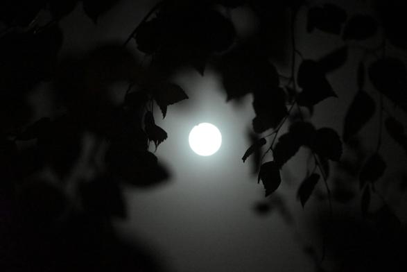 The moon, out of focus but looking sharp and round due to bokeh, with silhouetted birch leaves around it. The hazy sky is a smooth shade of grey around the moon.