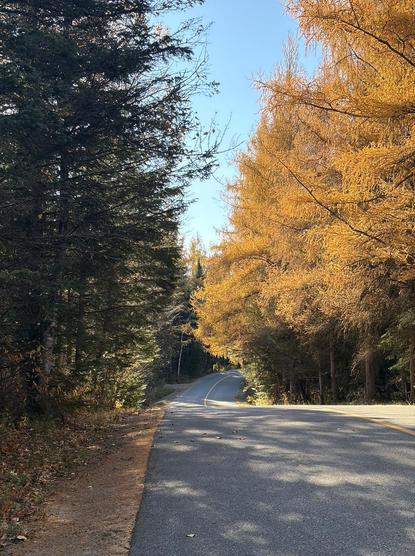 Photograph of a small asphalted road with a yellow line in the center, going down slightly and turning right, crossing the forest. On the left of the road, green conifers in the shade. On the right, completely yellow and golden tamarack trees in the sun. In the middle at the top, the blue sky. The sun filters through the trees on the left and casts shadows on the smooth road.

Photographie d'une petite route asphaltée avec une ligne jaune au centre, descendant légèrement et tournant à droite, traversant la forêt. À gauche de la route, des conifères verts dans l'ombre. À droite, des mélèzes complètement jaunes et dorés dans le soleil. Au milieu en haut, le ciel bleu. Le soleil filtre à travers les arbres à gauche et projette des ombres sur la route lisse.