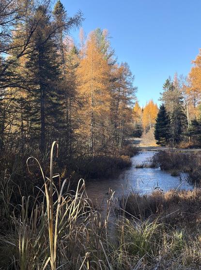 Photograph of a small pond along a road crossing the forest, showing the almost frozen bluish water on its surface, surrounded by brown plants on its banks, and large trees around: green conifers and yellow and golden larches in the sun. The sky is very blue. In the foreground, dry and yellowed reeds.

Photographie d'un petit étang en bordure de route traversant la forêt, montrant l'eau bleutée presque gelée à sa surface, entouré de plantes brunes sur ses berges, et de grands arbres autour: des conifères verts et des mélèzes jaunes et dorés au soleil. Le ciel est très bleu. En avant-plan, des roseaux secs et jaunis.