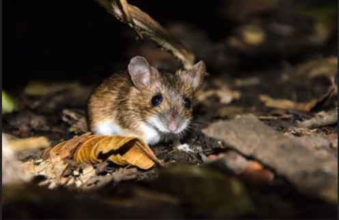 A picture of a tiny mouse in a dark wood