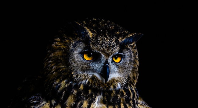 Close up of an owl looking very stern.