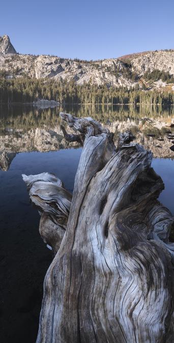 A color photograph of the twisted wood of a fallen tree along the shoreline of Lake George, Mammoth Lakes, California. Mountains light up with sunrise along the opposite shoreline reflecting in still water.
