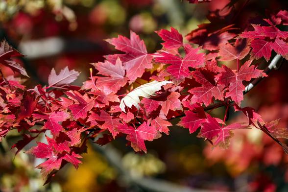 Photo of a branch full of maple leaves that have turned deep red. There is one overturned leaf in the middle that is still pale green. The background is out of focus with some still green leaves. This just outside my bedroom window, and when the sun is bright there's a reddish cast to the light coming in the window that colors the whole room. October 2026.