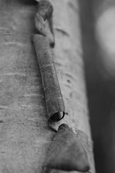 Black and white macro photograph of the bark of a birch tree, showing a vertical section folded into a roll, and paler horizontal lines called lenticels.

Photographie macro en noir et blanc de l'écorce d'un bouleau, montrant une section verticale repliée en forme de rouleau, et de petites lignes horizontales plus pâles nommées lenticelles.