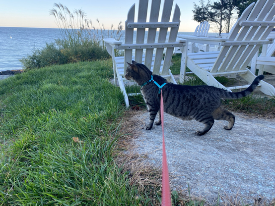 Oliver looking at the ocean, not sure what to make of it.