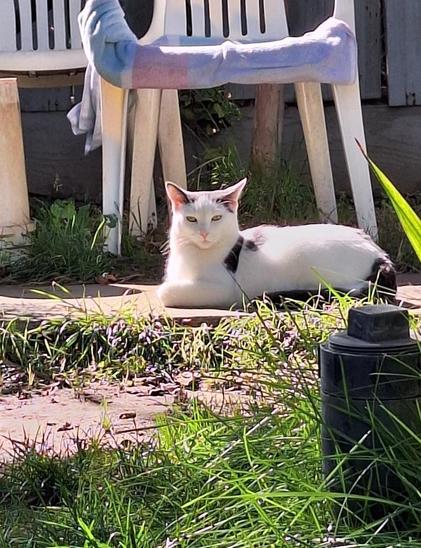 A white cat lays in the sun