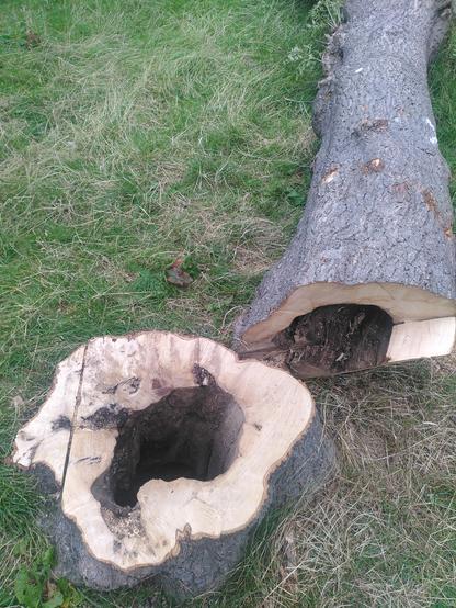 Felled tree trunk and it's stump in a mown park. The trunk has a half-metre wide hole.
