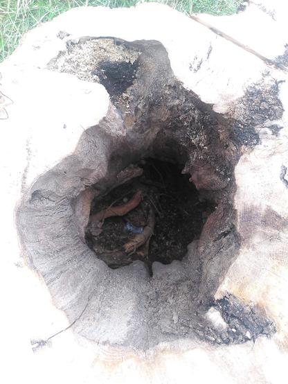 Looking down the hole of a hollow stump into the earth den a metre below.