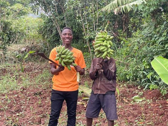Holding a banana harvest at Fill the Empty Stomachs Farming Initiative land.