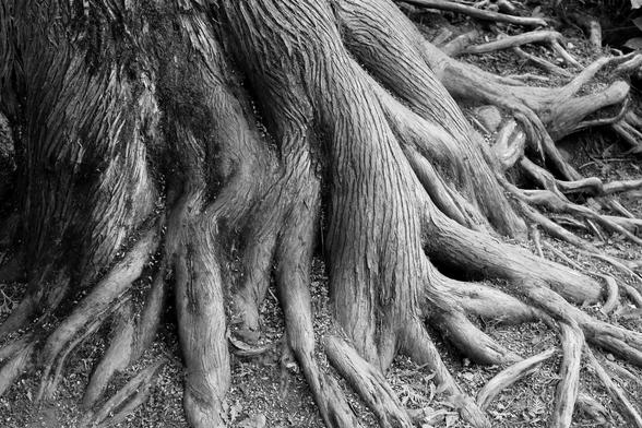Black and white photograph of the base of a very large eastern cedar, showing its enormous tangled roots running on the ground and crossing each other, covered with bark with vertical lines.

Photographie noir et blanc de la base d'un très gros cèdre de l'Est, montrant ses énormes racines enchevêtrées, courant sur le sol et se croisant, couvertes d'une écorce aux lignes verticales.