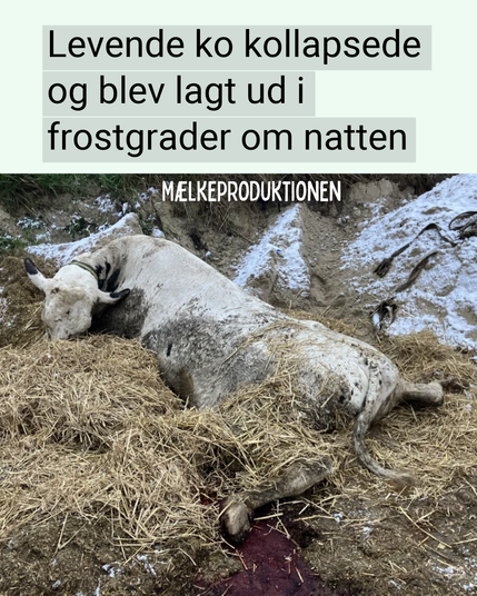 Ko der er kollapset og ligger udenfor i frostgrader