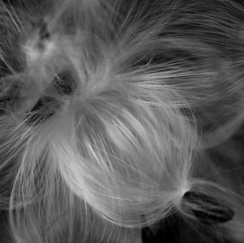 Black and white macro photograph of milkweed seeds, still intertwined and tied together by their long silky hairs that will serve as wings.

Photographie macro en noir et blanc de graines d'asclépiades, encore entremêlées et attachées ensemble par leurs longs poils soyeux qui leur serviront d'ailes.