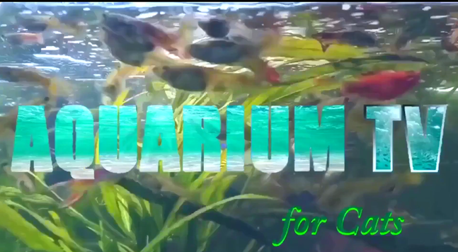 title page for my youtube channel Aquarium TV for cats I am leaning into my lack of talent, money, sophistication, and everything else I lack which is considerable by jumping in with the big kids and the ever deepening AI slop pool by having a channel that absolutely no one will ever think was built by ai. Their toddler whacked out on sugar cereal maybe, never ai. Lots of clips of my fish, by cats attacking my fish thru the glass, my crazy ornaments which one would assume I would actively be promoting because that is what a normal thinking person would do, well there you would be wrong! I will hardly even mention it as if I have so much business I do not even need to ask so I will laugh all the way to living in my car except I no longer own a car. 

SO yeah I am looking for a little help as far as background music, noises, vocal stylings a la Yoko ono underwater if anyone is so inclined.