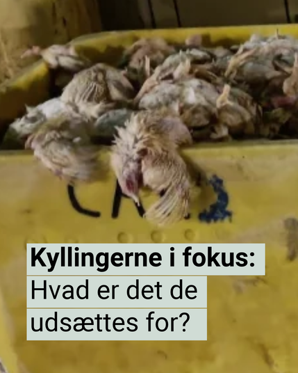 Døde kyllinger i en gul container