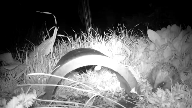 In the middle of a patch of rough grass is a curved ridge tile. To the right if it is a small hedgehog that is mostly sniffing and scratching an itch