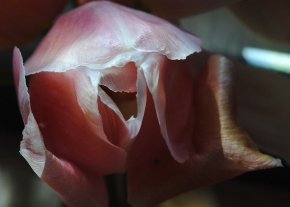 closeup of a pink and white tulip flower seen from above, hit by direct sunlight from the upper left side of the image