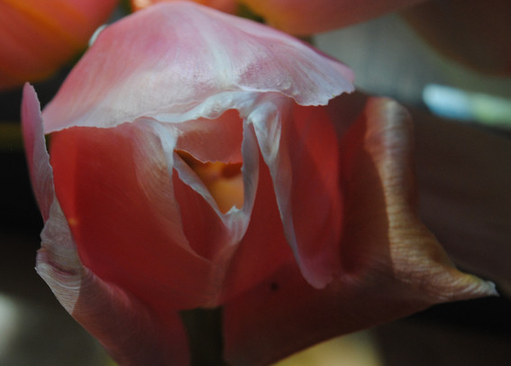 the same view as before, but now the sunlight is hitting more of the area behind the flower, illuminating it from behind and making it appear to glow from inside. the colors are much more saturated in this image even though barely anything has "really changed"