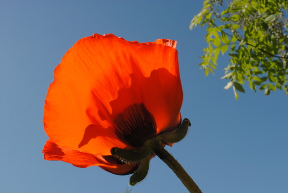 a bright orange-red poppy flower illuminated from behind, seen from below against a clear blue sky, with some bright green foliage in the upper right corner