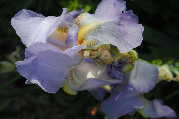 vertical format closeup of a light blue iris flower with yellow markings in the sun, seen against a background of dark green foliage in shadow