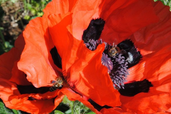 closeup of two red oriental poppy flowers with black inner markings, one unfolding a bit on top of the other, each of them being visited by bees