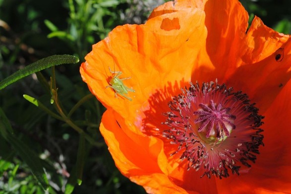 closeup of an orange oriental poppy flower in bright sunshine with a bright green grasshopper sitting on one of its petals