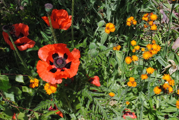 a view down unto a garden bed filled with red oriental poppies and orange flowering hawk weed 