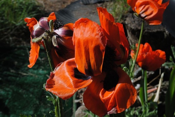 a closeup of the partially already wilting red flowers of an oriental poppy plant, seen in bright direct sunlight coming from the left, in front of a garden path laid with dirty astro turf