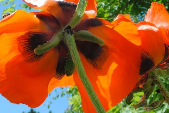 the same two poppy flowers as in the previous picture even closer zoomed in