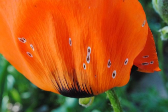 closeup of the bottom of a bright orange-red poppy flower with some white and black spots
