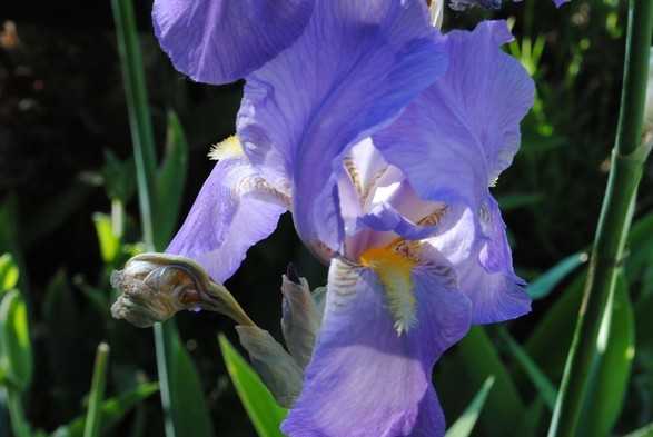 horizontal format closeup of a blue iris flower with yellow markings in the sun, seen against a background of dark green foliage in shadow
