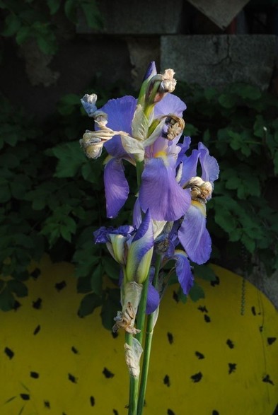 a bit more zoomed out image of a blue iris in the morning sun against a background of shadowy foliage, a yellow sign with black docks, and some stone stairs