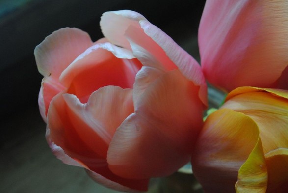 same bouquet as before, but focusing on one of the pink tulips