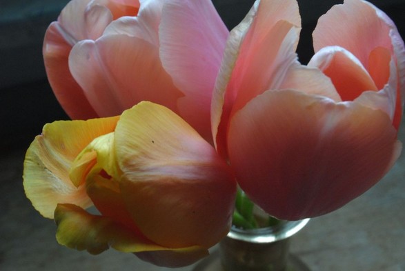 closeup looking down on a small bouquet made of 3 tulips, two pink and one yellow, in a slender glass vase standing on a wooden table, in diffuse light of an overcast day
