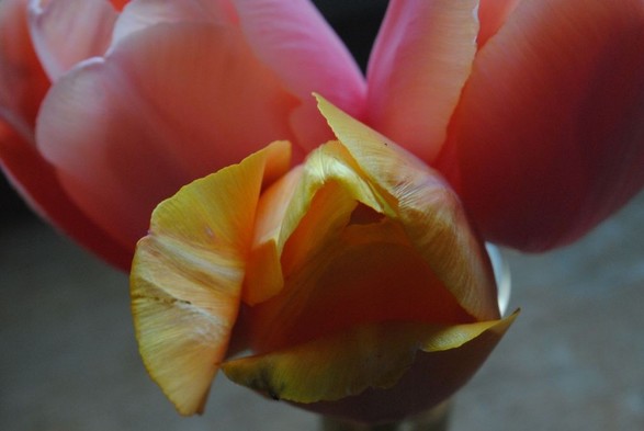 closeup of the same bouquet as in the previous image, but centering the yellow tulip and its triangular symmetry