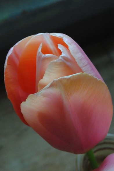 closeup of a pink tulip flower standing in a glass vase seen in profile, against a nondescript grey background, seen in diffuse daylight of an overcast day