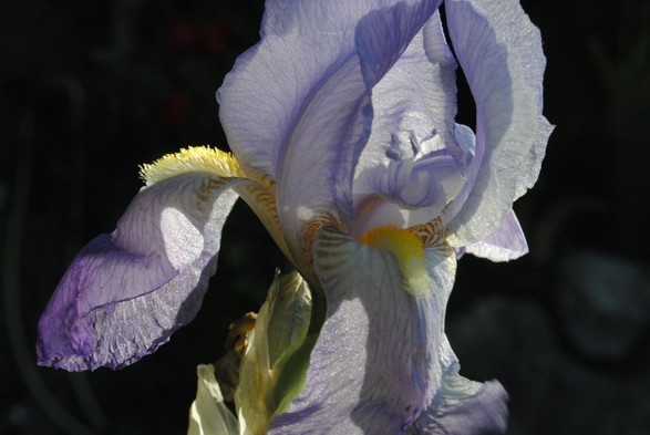 horizontal format closeup of a light blue iris flower with yellow markings in the sun, seen against a dark background. the sun is hitting the iris from the right and a bit behind, giving the translucent petals some extra sparkle