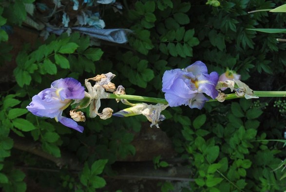 a vertical view of a blue iris flower with yellow markings in the sun, seen against a background of dark green foliage in shadow