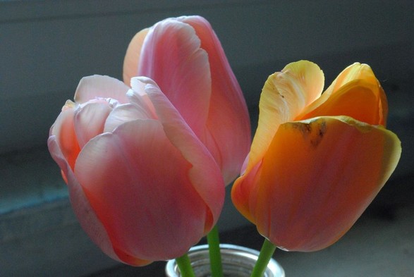 closeup of a small bouquet made of 3 tulips seen in profile, two pink and one yellow, in a slender glass vase standing on a wooden table, in diffuse light of an overcast day